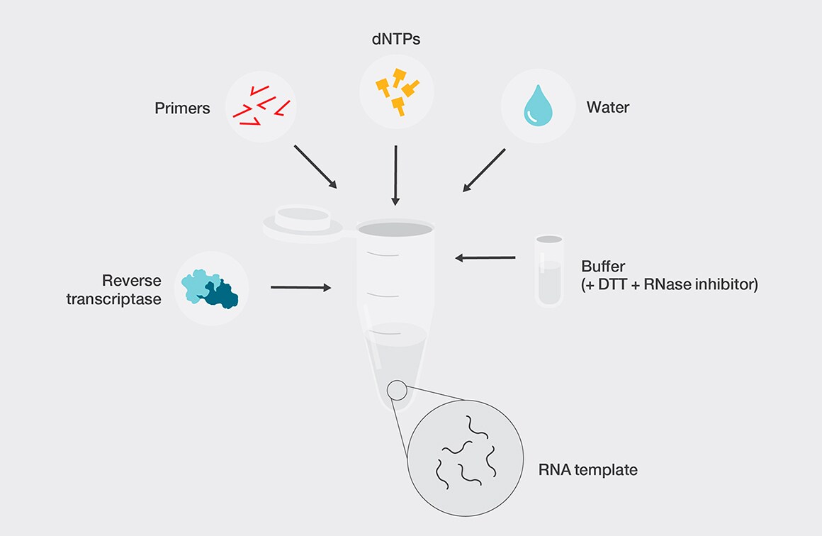 Reverse transcription reaction components Diagram of tube and the reverse transcription reaction components: reverse transcriptase, primers, dNTPs, water, DTT, RNAse inhibitor, and RNA template