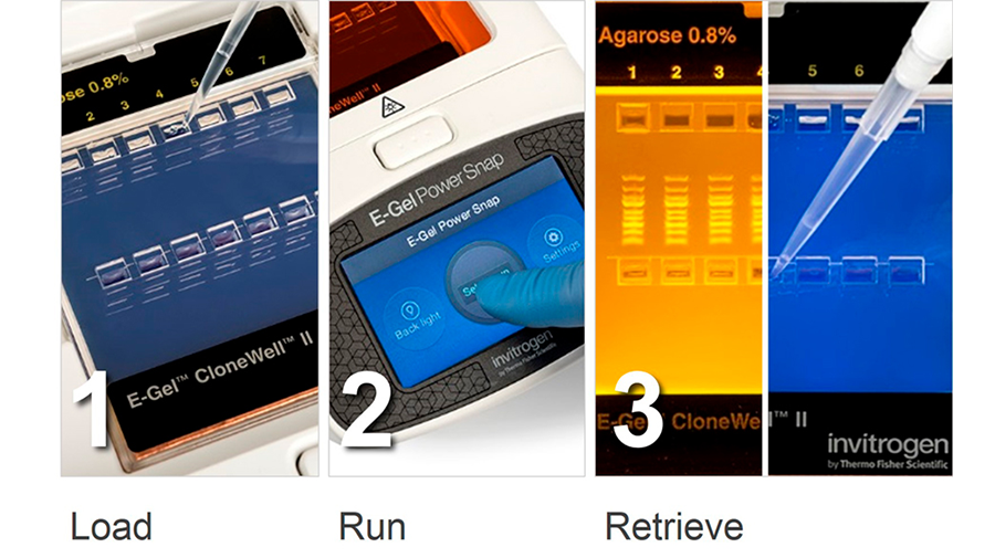 Precast gel electrophoresis workflow 3-step Precast gel electrophoresis workflow: load, run, retrieve