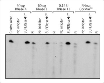 SUPERase-IN RNase inhibitor for protecting your RNA Western blot of RNase activity labeled by 32P using SUPERase-IN RNase inhibitor versus placental RNase Inhibitor (RI) with the addition of different RNases: 50 pg RNase A, 50 pg RNase T1, 0.15 U TNase T1, and RNase Cocktail™ showing denser blots with SUPERase-IN RNase inhibitor, indicating higher RNase activity.