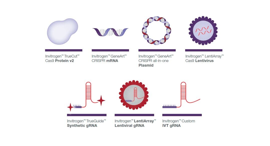 Cas9 nuclease and gRNA formats Diagrams illustrating Cas9 nuclease and gRNA formats