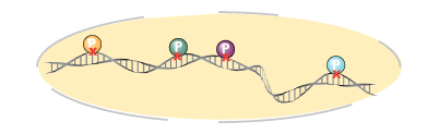 Cell lysis Cell lysis