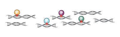 Chromatin preparation Chromatin preparation