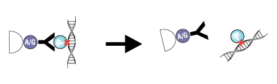 Immunoprecipitation Immunoprecipitation