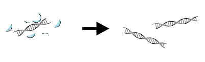 Crosslinking Reversal and DNA Clean-up Crosslinking Reversal and DNA Clean-up