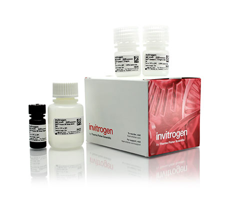 Qubit Protein BR Assay Qubit Protein BR Assay, fluorescent based protein quantitation kit