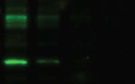 tb10 Fluorescent western blot troubleshooting nonspecific bands