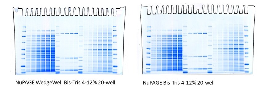 NuPAGE Bis-Tris Midi WedgeWell format and conventional NuPAGE Bis-Tris Midi gels stained with SimplyBlue Safe Stain Coomassie stained protein gels
