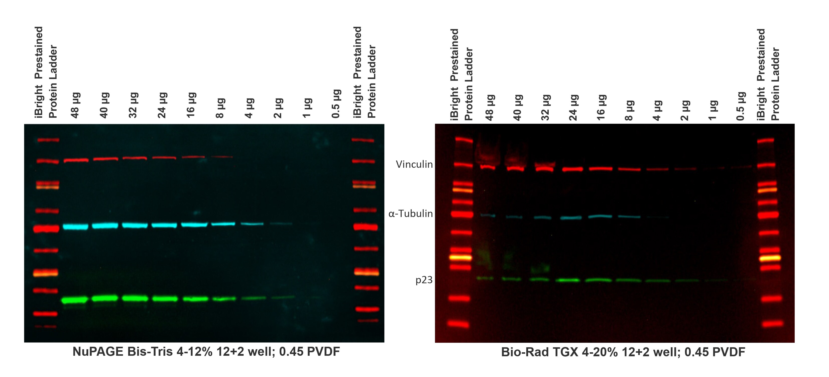 TGX-midi-gels-western-blot-results NuPAGE gel system provides better sample integrity than the traditional Laemmli (tris-glycine) gel system