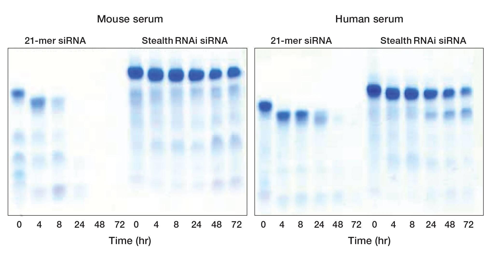 Stealth RNAi siRNA is more stable in serum than standard siRNA Gel showing Stealth RNAi siRNA is more stable in serum for upto 72 hours compared to standard siRNA
