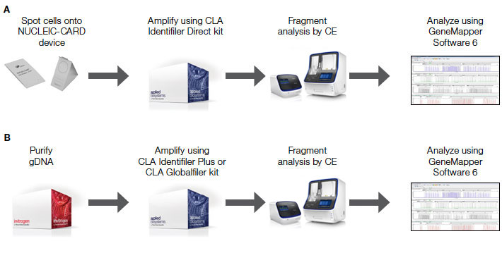workflow-cell-lines-new workflow-cell-lines-new