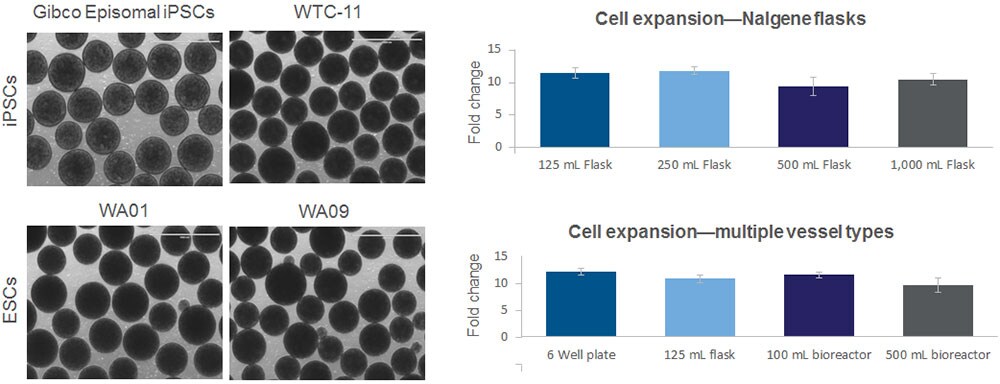 Scale-up in suspension culture systems using StemScale PSC Suspension Medium vs. scale-up in adherent culture systems Scale-up in suspension culture systems using StemScale PSC Suspension Medium vs. scale-up in adherent culture systems