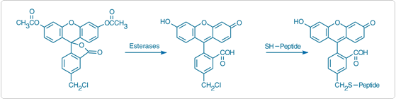 viability-cytotoxicity-assay-reagents.par.96595.image.559.140.1.s000239-celltracker-green-gif viability-cytotoxicity-assay-reagents.par.96595.image.559.140.1.s000239-celltracker-green-gif